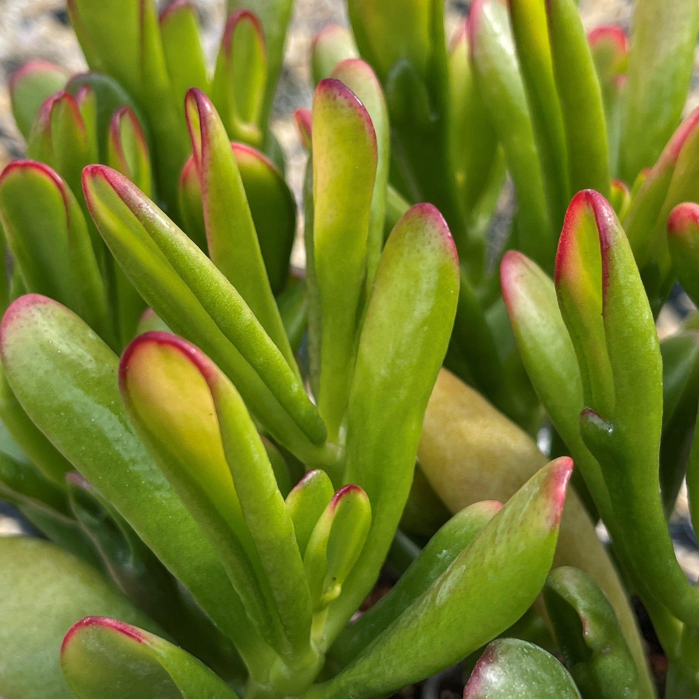 ET fingers - Variegated Jade Plant 'Crassula ovata variegata' -2
