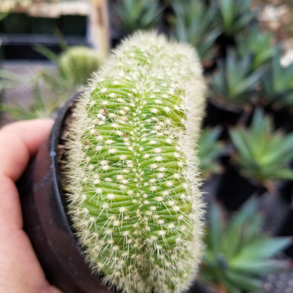 Trichocereus huascha cristata