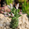 Monadenium stapelioides