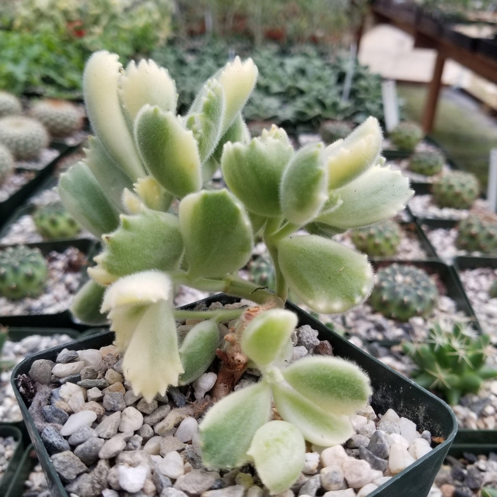 Variegated Bear Paw Succulent - Cotyledon ladismithiensis Variegata