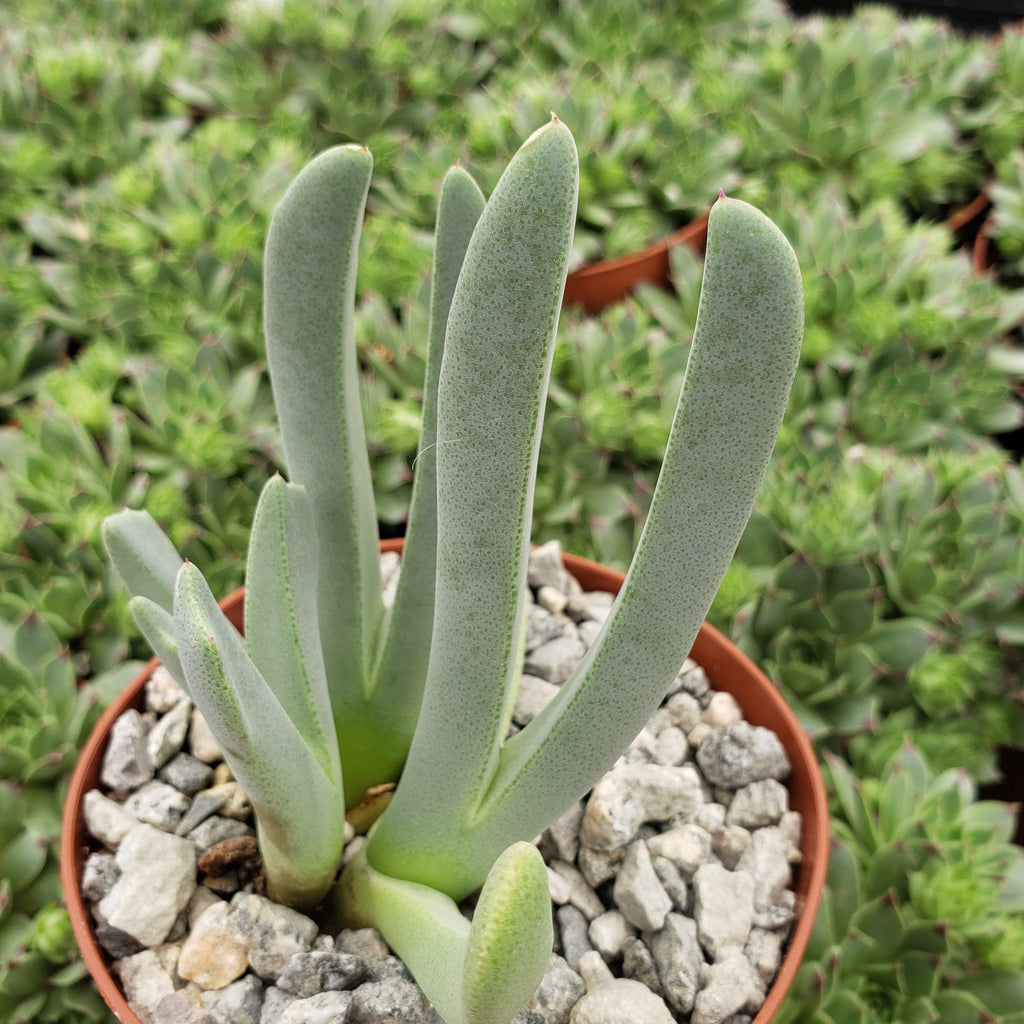 Carpet Weed - Cheiridopsis denticulata