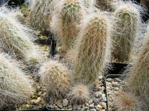 Echinocereus delaetii