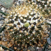 Mammillaria nivosa