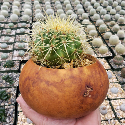 6 inch DIY Cactus Gourd Centerpiece arrangement