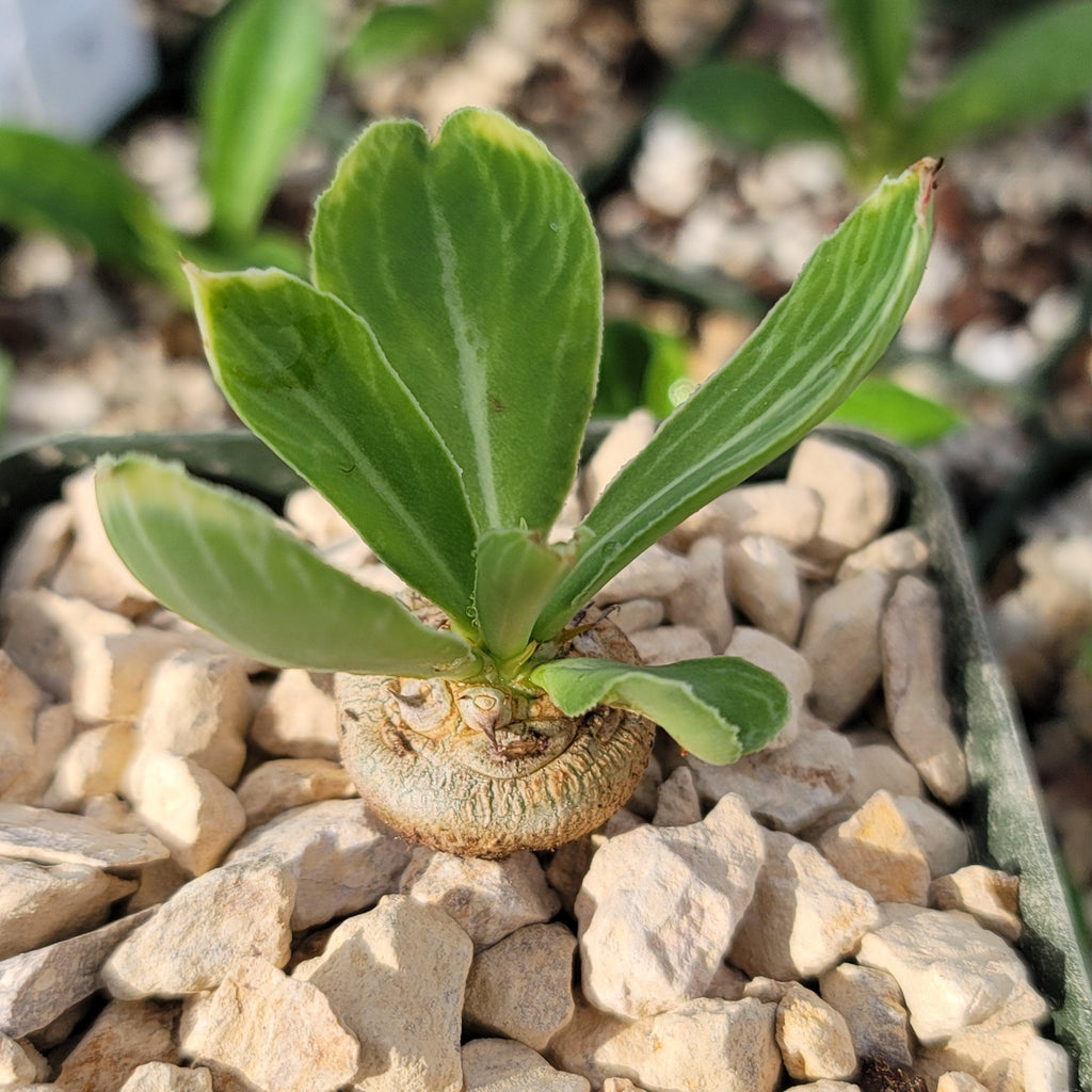 Euphorbia venenifica