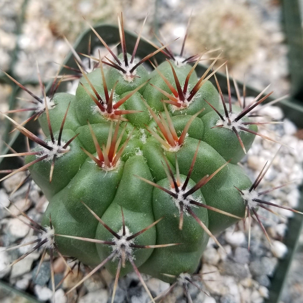 Gymnocalycium achirasense v. orientale