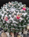 Mammillaria sempervivi