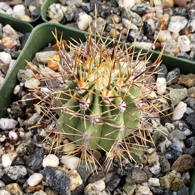 Echinopsis melanopotamica