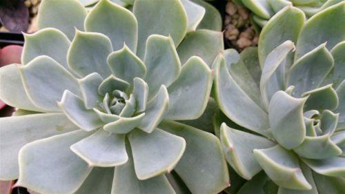 Echeveria glauca