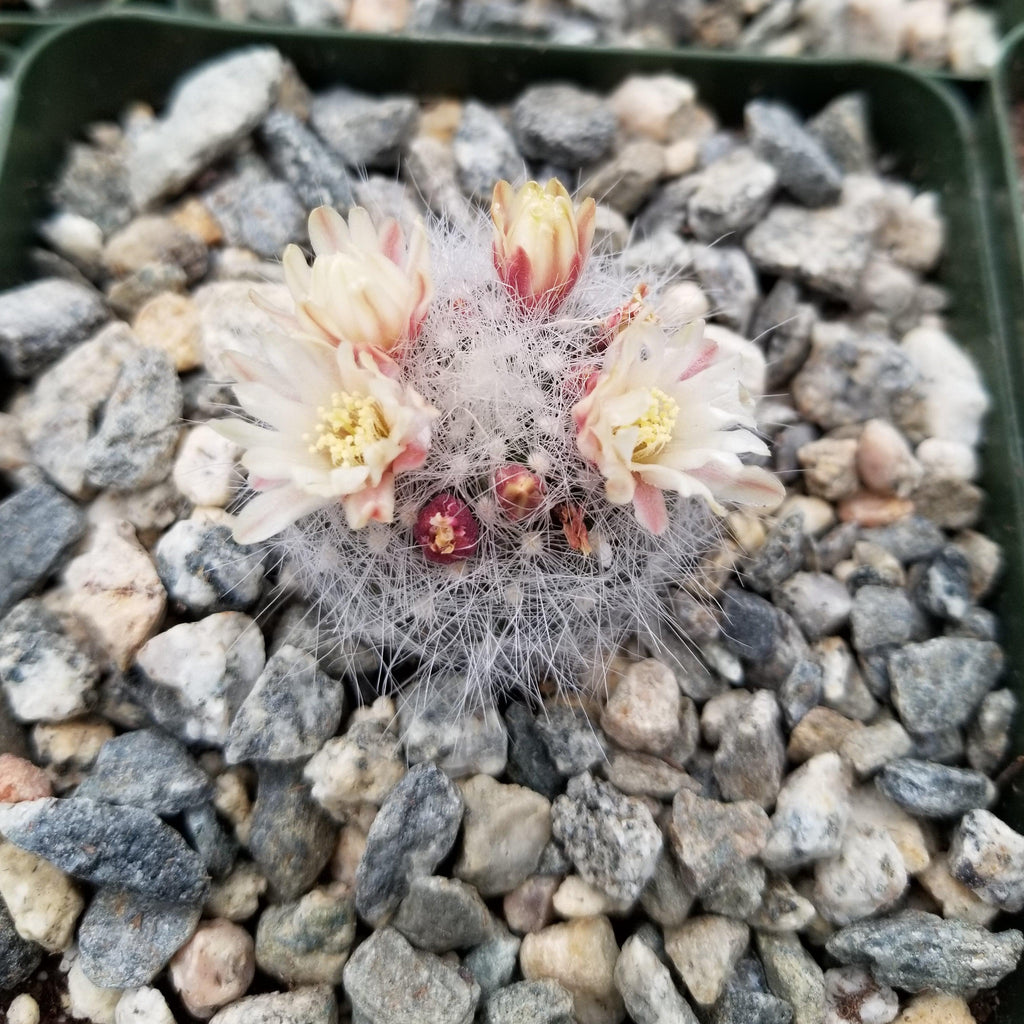 Mammillaria Schwarzii
