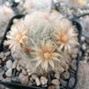 Mammillaria bocasana v. multilanata