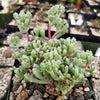 Pink Ice plant Succulent &