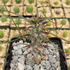 Euphorbia Gottlebei