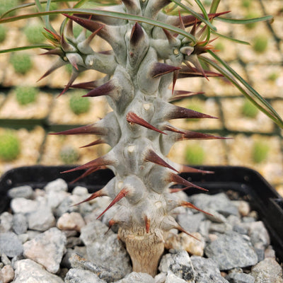 Euphorbia Gottlebei