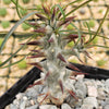 Euphorbia Gottlebei