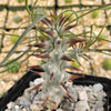 Euphorbia Gottlebei