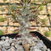 Euphorbia Gottlebei