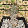 Euphorbia Gottlebei