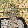 Euphorbia Gottlebei