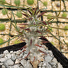 Euphorbia Gottlebei