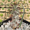 Euphorbia Gottlebei