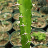 Euphorbia grandidens