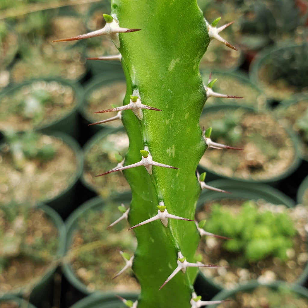 Euphorbia grandidens