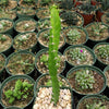 Euphorbia grandidens