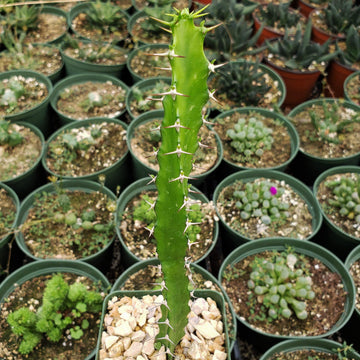 Euphorbia grandidens 4