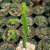 Euphorbia grandidens