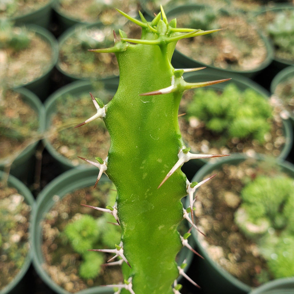 Euphorbia grandidens