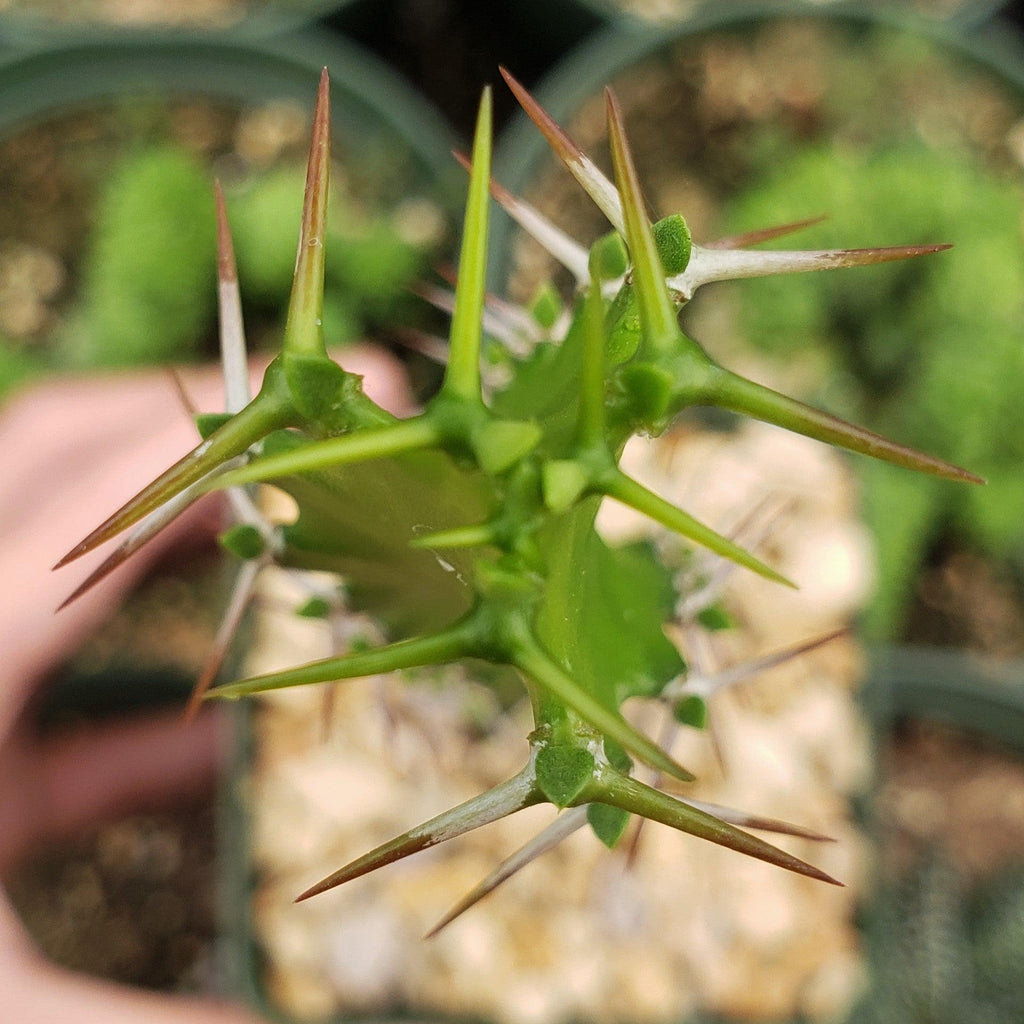Euphorbia grandidens