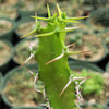 Euphorbia grandidens