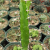 Euphorbia grandidens