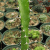 Euphorbia grandidens