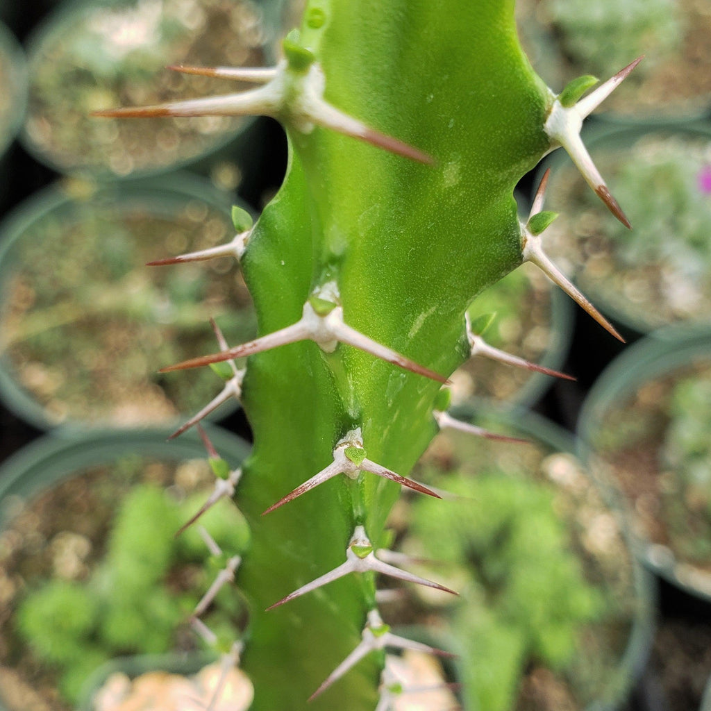 Euphorbia grandidens