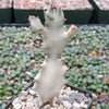 White Ghost Cactus - Euphorbia Lactea variegata