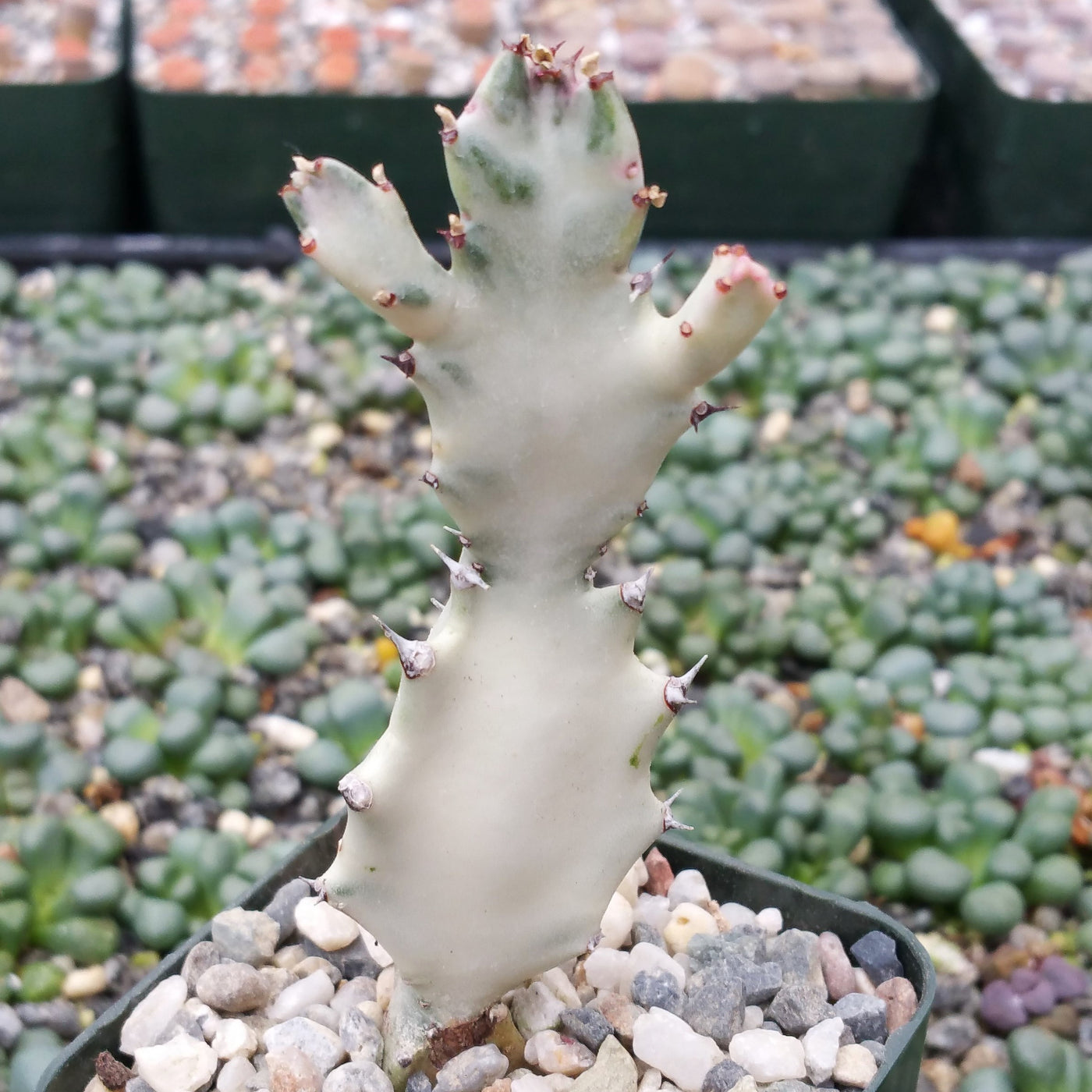 Buy 'White Ghost Cactus - Euphorbia Lactea variegata' - Planet Desert