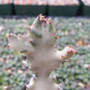 White Ghost Cactus - Euphorbia Lactea variegata