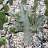 White Ghost Cactus - Euphorbia Lactea variegata