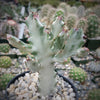 White Ghost Cactus - Euphorbia Lactea variegata