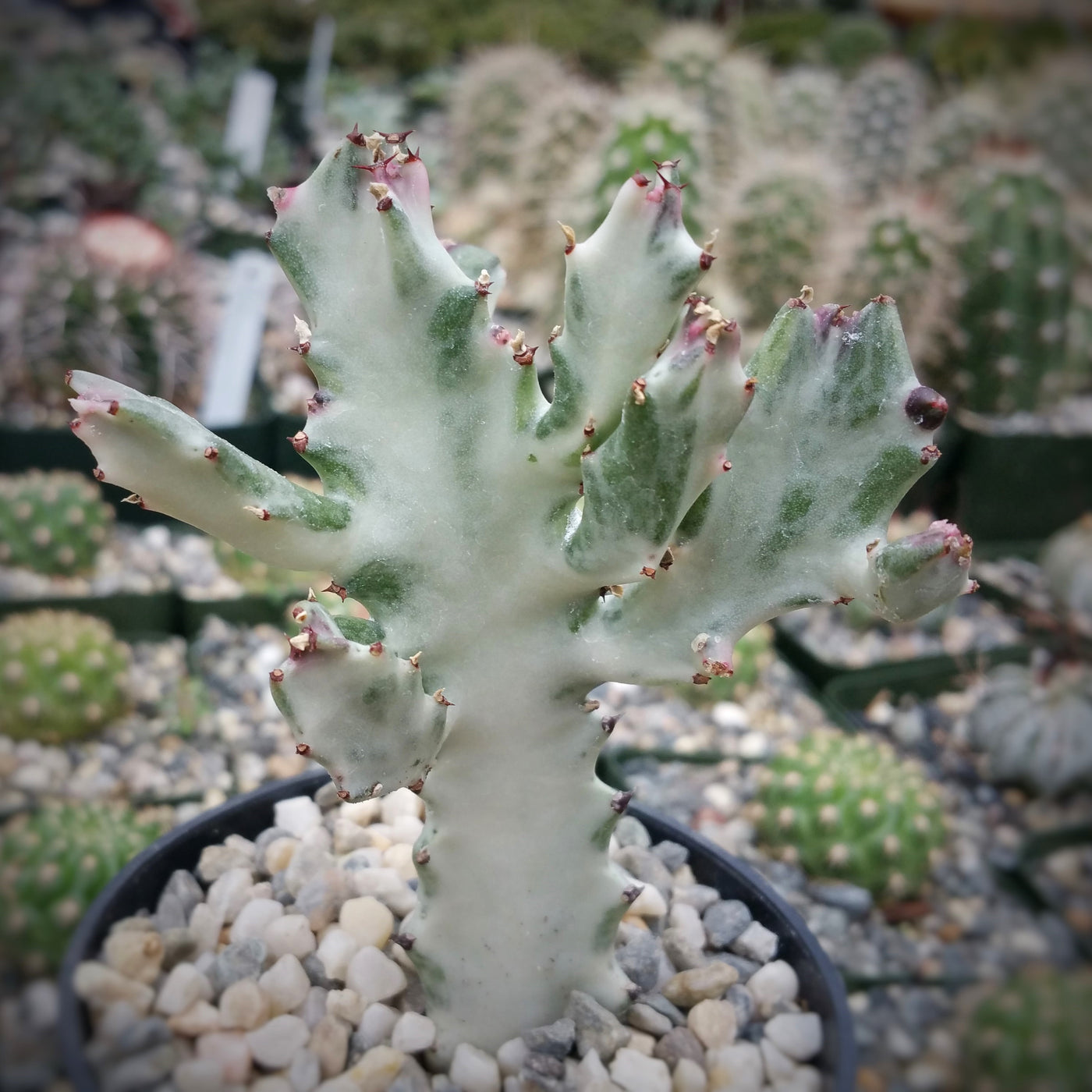 Buy 'White Ghost Cactus - Euphorbia Lactea variegata' - Planet Desert