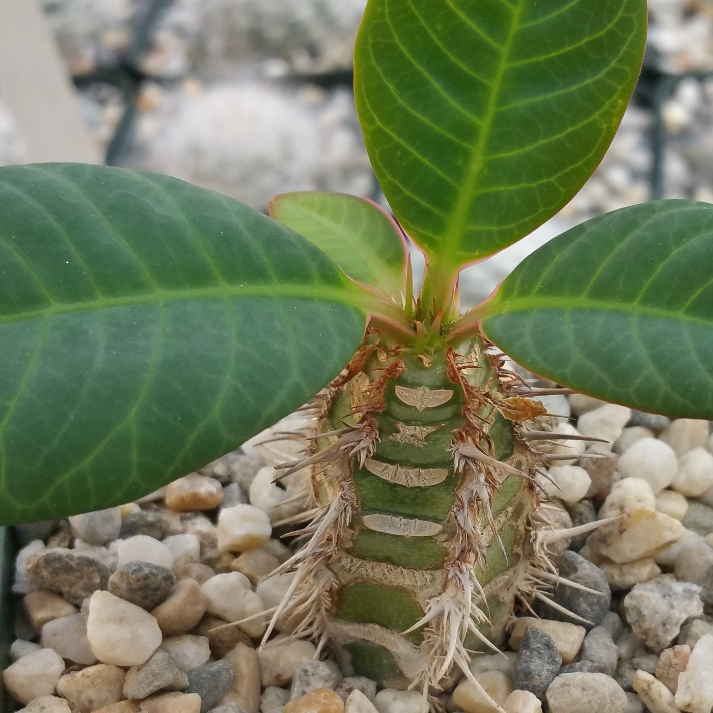 Rare Euphorbia Neohumbertii 'Blue Leaf' Exotic Succulent Cactus – Live Indoor Plant 2
