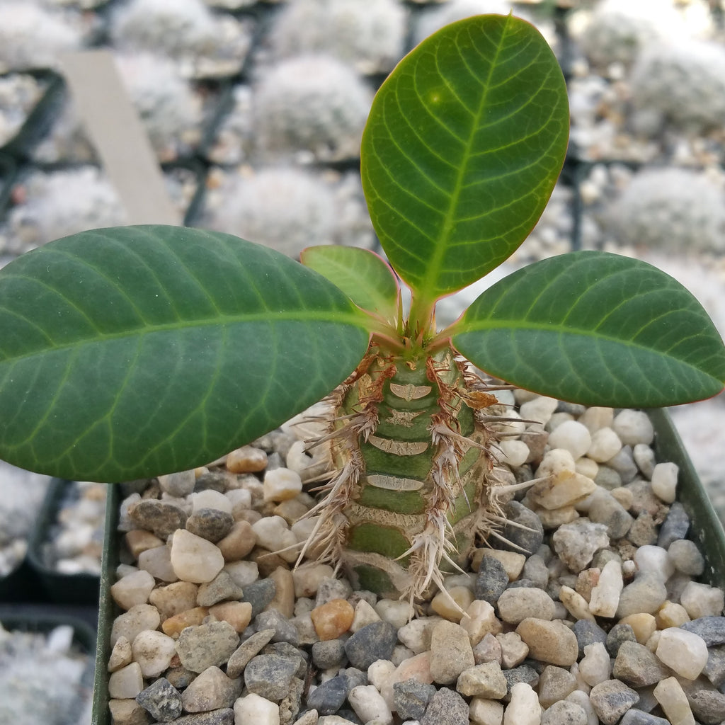 Euphorbia neohumbertii