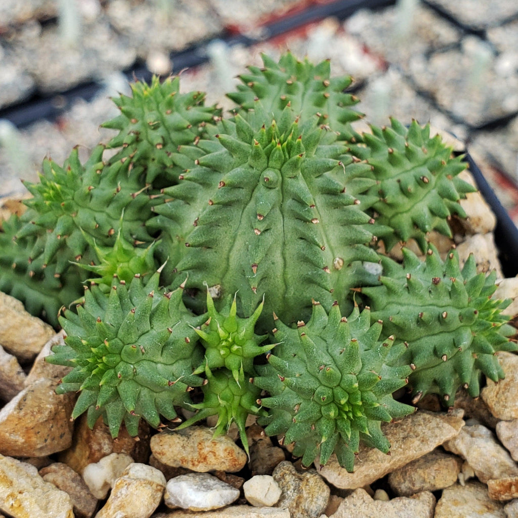 Euphorbia susannae multihead