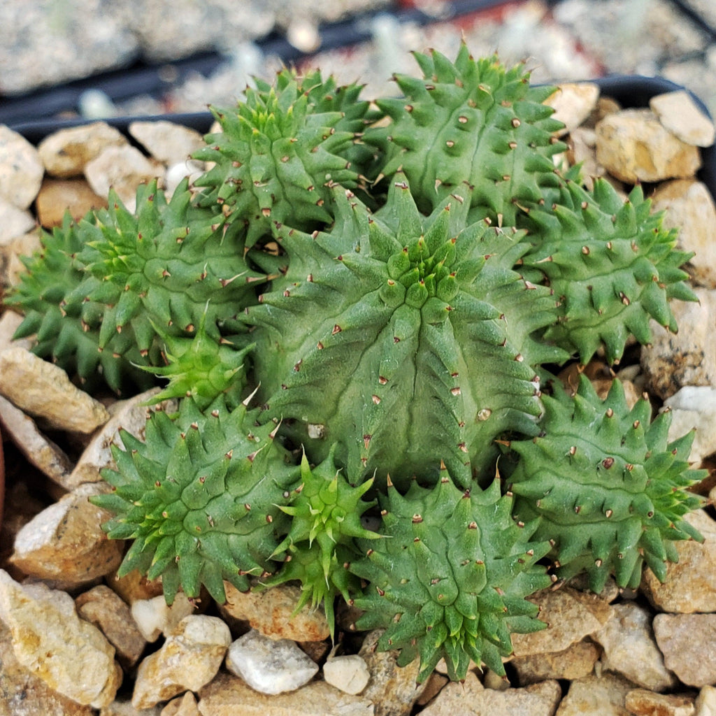 Euphorbia susannae multihead