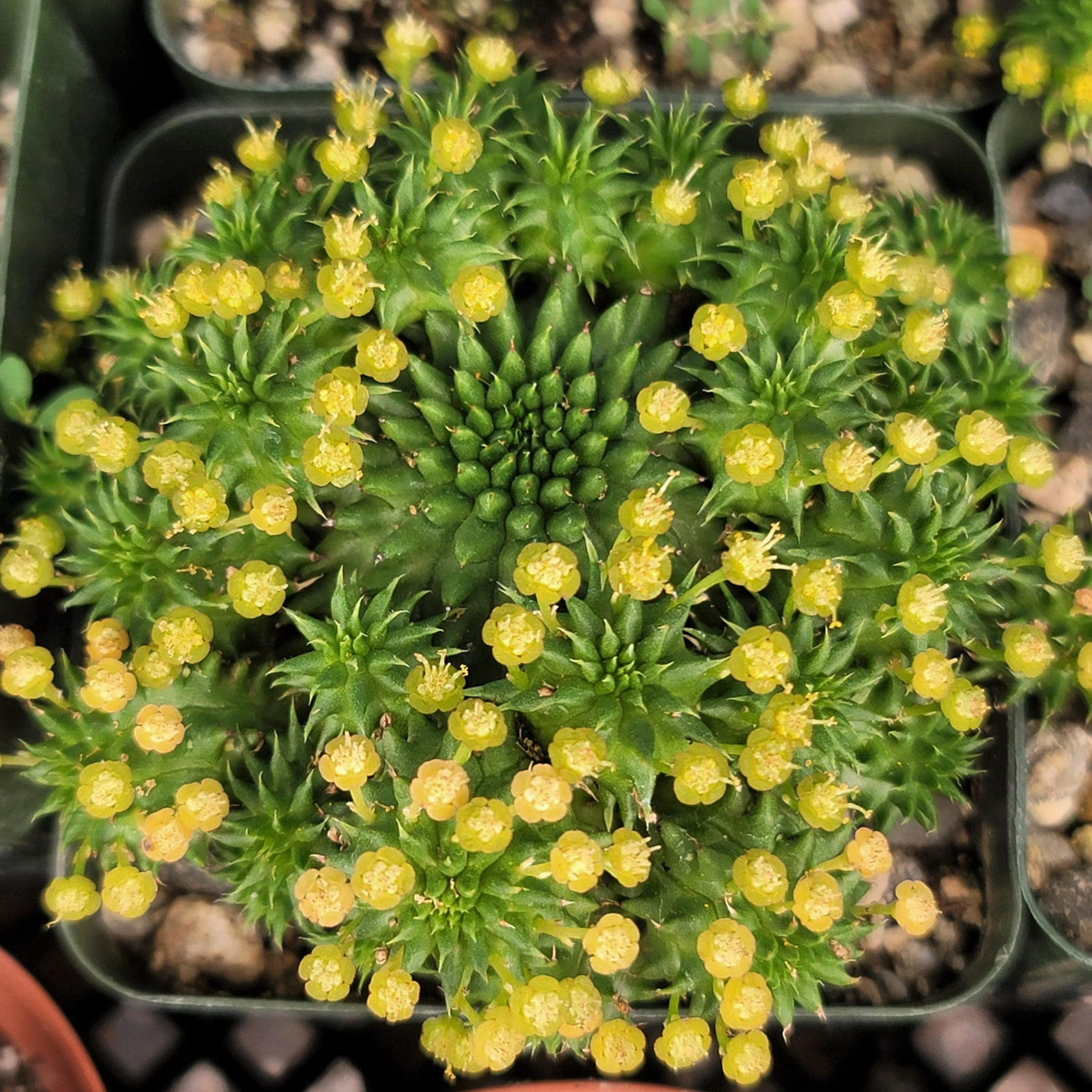 succulent small yellow flowers Euphorbia susannae multihead 4" Pot