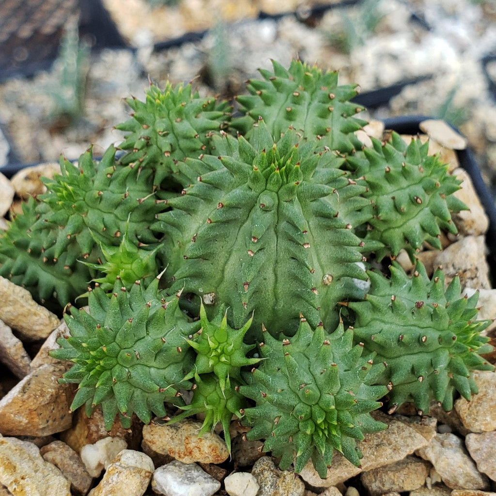Euphorbia susannae multihead