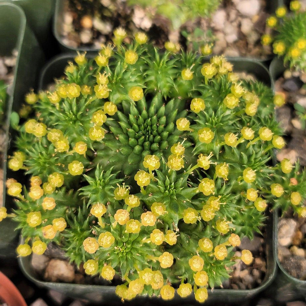 Euphorbia susannae multihead