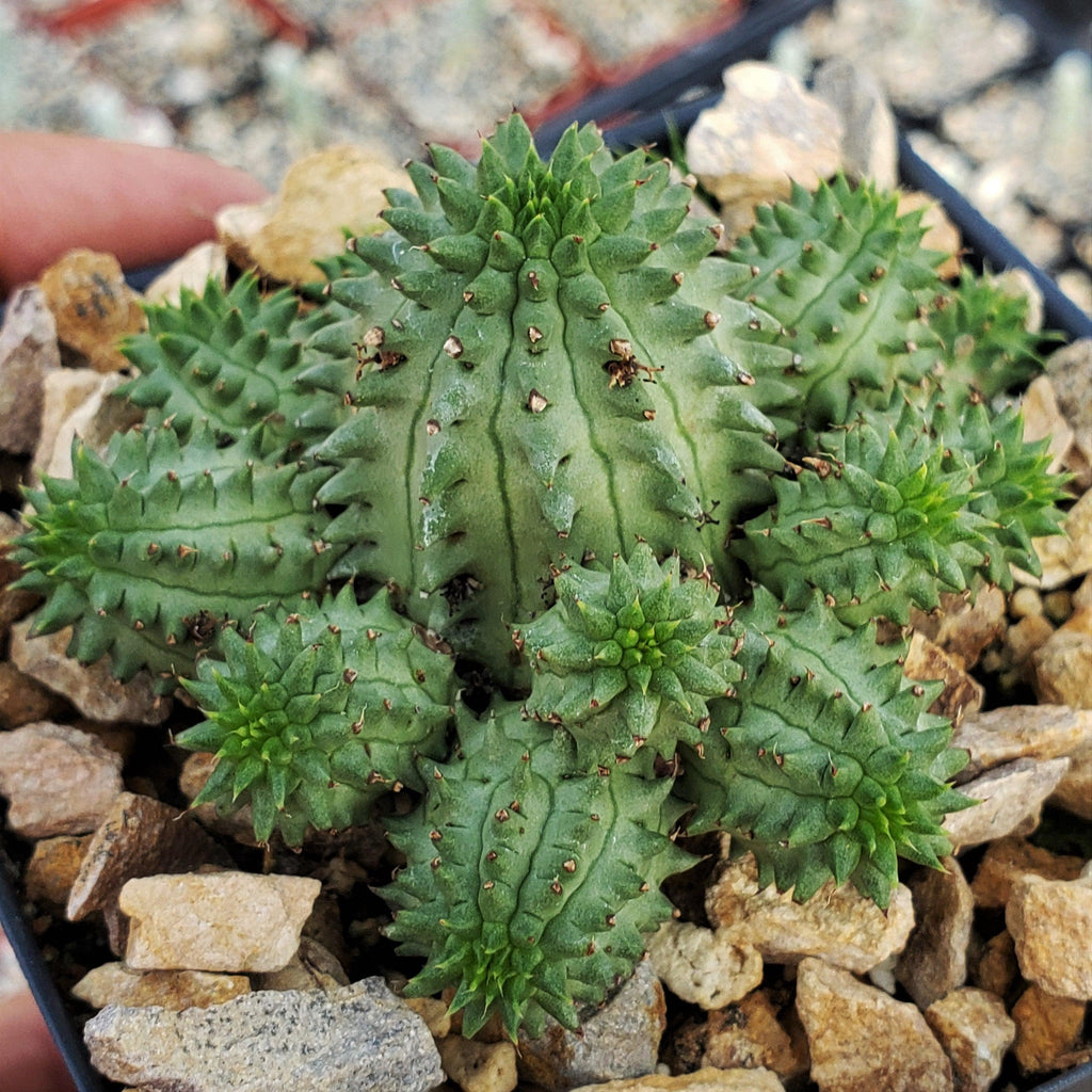 Euphorbia susannae multihead